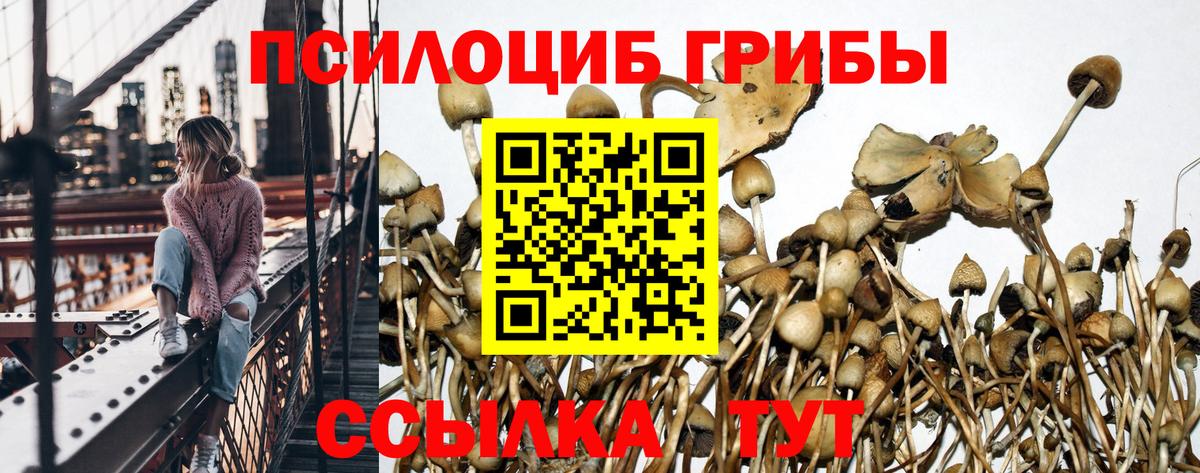 Киселёвск  Псилоцибиновые грибы ЛСД  Вход с VPN 